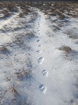 Охрану краснокнижных оленей усилили на севере Сахалина, Фото: 6