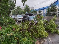 Половина дерева упала на кроссовер в Южно-Сахалинске, Фото: 2