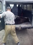Еще одного медведя отстрелили на Сахалине, Фото: 4