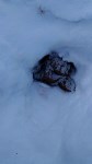 Медведи-шатуны появились на дачах в пригороде Южно-Сахалинска, Фото: 3