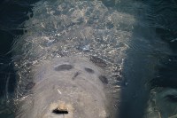 Эксперты: у белух и косаток в "китовой тюрьме" быстро развиваются кожные заболевания, Фото: 3