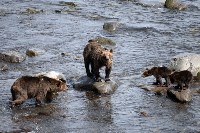 В заповеднике «Курильский» повстречалась бурая медведица с белоснежным медвежонком, Фото: 3
