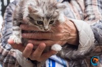 В рамках выставки беспородных собак в Южно-Сахалинске 8 питомцев обрели хозяев, Фото: 31