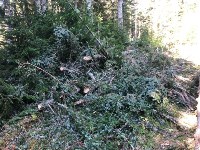 Директор сахалинского предприятия попал под уголовную статью за срубленные деревья, Фото: 5