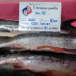 Почти 450 тонн свежевыловленной рыбы по сниженным ценам продали сахалинцам и курильчанам в 2022 году, Фото: 7