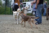 В рамках выставки беспородных собак в Южно-Сахалинске 8 питомцев обрели хозяев, Фото: 32