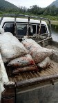 Десять тонн лосося изъяли у сахалинских браконьеров за неделю, Фото: 2
