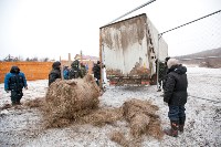 Около сотни благородных оленей доставили на Сахалин, Фото: 10