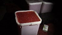 Более 100 килограммов красной икры изъяли у жителя Адо-Тымово, Фото: 4