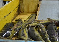 Рыбзавод в Холмском районе оплодотворит 15 миллионов икринок кеты, Фото: 2
