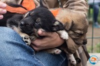 В рамках выставки беспородных собак в Южно-Сахалинске 8 питомцев обрели хозяев, Фото: 247