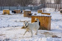 Специальная комиссия проверила, чем кормят собак в сахалинском приюте, Фото: 3