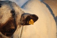 Якутские олени обживаются на севере Сахалина: фоторепортаж из Ногликского района, Фото: 5