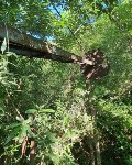 Сахалинец нашёл в глухом лесу огромный строительный кран, Фото: 10