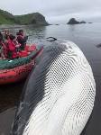 Мёртвого кита обнаружили на Итурупе, Фото: 3