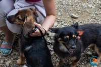 В рамках выставки беспородных собак в Южно-Сахалинске 8 питомцев обрели хозяев, Фото: 147