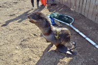 Спасение тюленей, Фото: 21