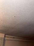 Тараканы заполонили квартиры в подъезде дома в Новоалександровске, Фото: 1