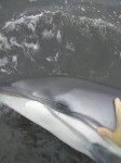 Дельфиненка спасли на Кунашире, Фото: 2
