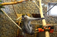 При реконструкции вальеров для обезьян в сахалинском зоопарки использовали мировой опыт, Фото: 4