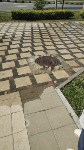 Вонючая "река" течёт по улице Комсомольской в Южно-Сахалинске, Фото: 3