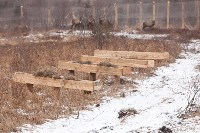 Около сотни благородных оленей доставили на Сахалин, Фото: 39