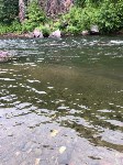 Экологи бьют тревогу: реки на северо-востоке Сахалина пусты, горбуши нет, Фото: 3