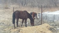 Две лошади самостоятельно ищут пропитание на окраине Южно-Сахалинска, Фото: 8