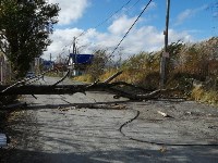 В Южно-Сахалинске поваленное дерево перегородило улицу Горную, Фото: 3