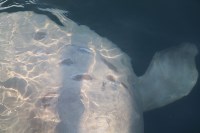 Эксперты: у белух и косаток в "китовой тюрьме" быстро развиваются кожные заболевания, Фото: 14