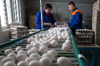 Сахалинская область в 2018 году поставила рекорд по сбору урожая картофеля , Фото: 5