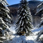 Собака Юля показала туристам на Сахалине редкий зимний маршрут, Фото: 2