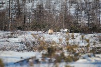 Якутские олени обживаются на севере Сахалина: фоторепортаж из Ногликского района, Фото: 105