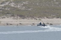 Сахалинцев просят помочь найти людей, издевавшихся над тюленями, Фото: 4