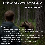 Правила, которые реально спасут от нападения медведя, Фото: 2