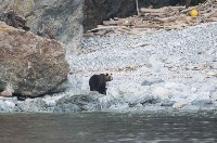 Медведи раскопали сардины, выброшенные на побережье Курил ещё зимой, Фото: 6