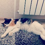 На конкурс astv.ru прислали больше ста фото теплолюбивых сахалинских котиков, и они потрясающие, Фото: 32
