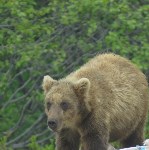 Молодой медведь пришёл на полигон в Северо-Курильске, Фото: 7