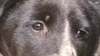 На круглом столе в сахалинской думе говорили о бездомных собаках и жестокости, Фото: 3