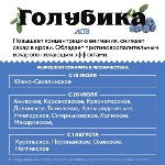 Сроки сбора ягод на Сахалине в 2023 году, Фото: 2