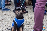 В рамках выставки беспородных собак в Южно-Сахалинске 8 питомцев обрели хозяев, Фото: 57