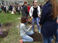 сирень, Фото: 10
