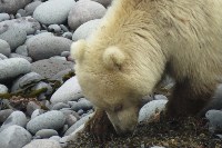 Медведь-альбинос на Северных Курилах, Фото: 2