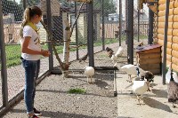 Волонтеры помогают Сахалинскому зоопарку ухаживать за животными, Фото: 14