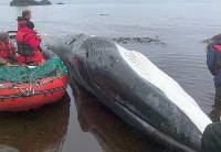 Мёртвого кита обнаружили на Итурупе, Фото: 2