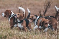 На благотворительный конкурс "Осенние хвостики" прислали более 120 фотографий, Фото: 10