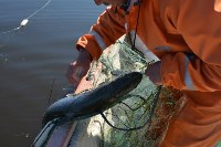Браконьеров с уловом краснокнижной рыбы задержали на Сахалине , Фото: 4