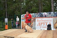 В рамках выставки беспородных собак в Южно-Сахалинске 8 питомцев обрели хозяев, Фото: 221
