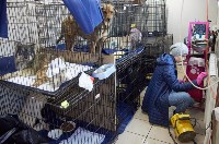 Проект нового сахалинского приюта для безнадзорных животных на 1500 мест проходит экспертизу, Фото: 4