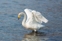 Лебеди в Невельске в 2026 году, Фото: 5